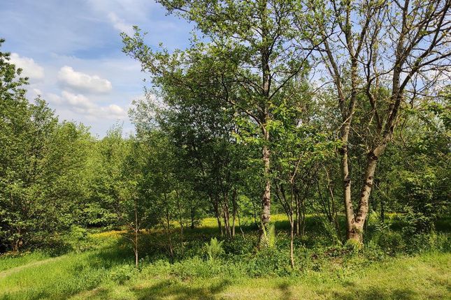 Young Woodland