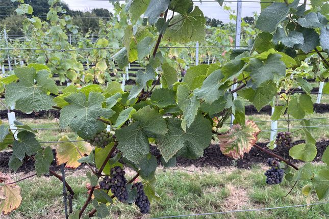 Vineyard