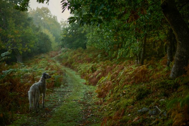 313487 - 20251029_Bwlch_Coch__Shot_1_212.Jpg