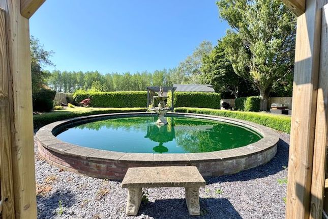 Pond