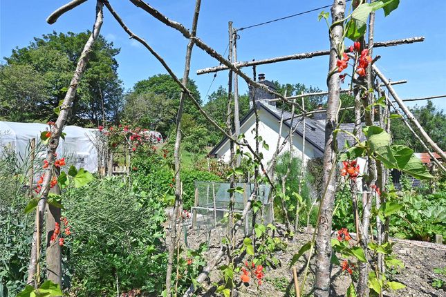 Vegetable Garden