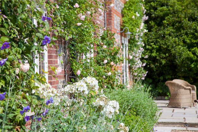 Terrace &amp; Roses