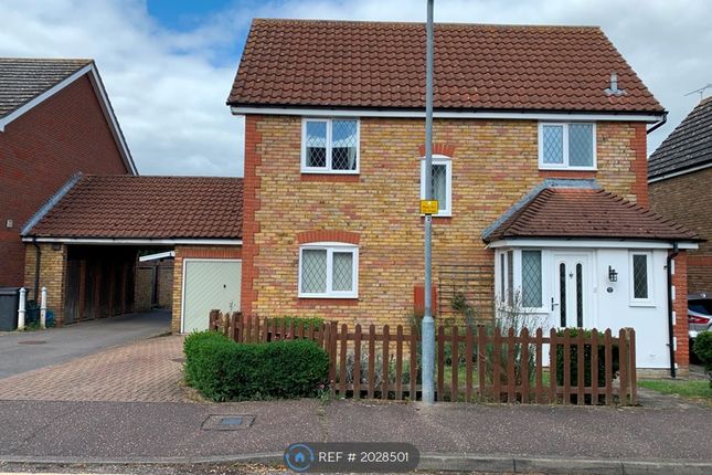 Thumbnail Detached house to rent in Broomfield, Essex