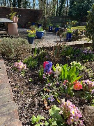Garden 20-03-25.Jpg