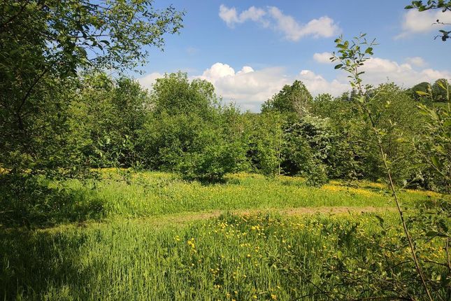 Beautiful Meadows In May .....