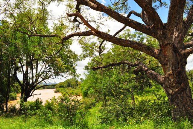 Farm for sale in 1 Buffalo Ranch, 1 Selati Nature Reserve, Selati Game Reserve, Hoedspruit, Limpopo Province, South Africa