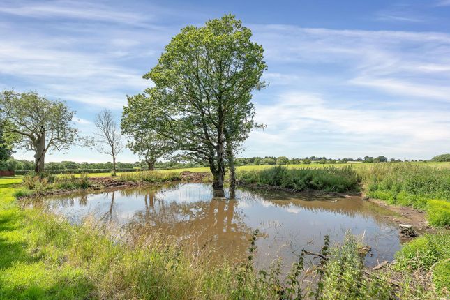 Pond