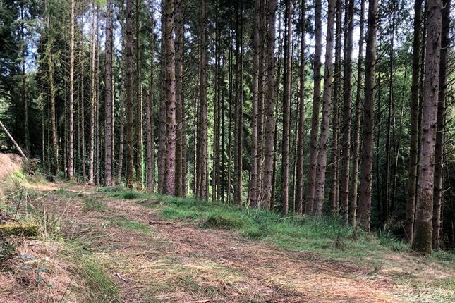 Loxbeare Wood, Road From Quoit-At-Cross To Hatherland Cross, Tiverton photo 2