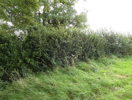 Land for sale in Rushmead Lane, South Wraxall