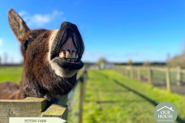 Paddocks And Animal Housing