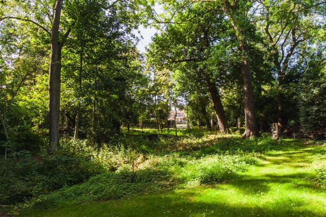 Woodland
