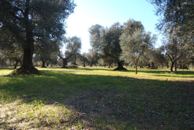 Land for sale in Via Brindisi, Carovigno, Brindisi, Puglia, Italy