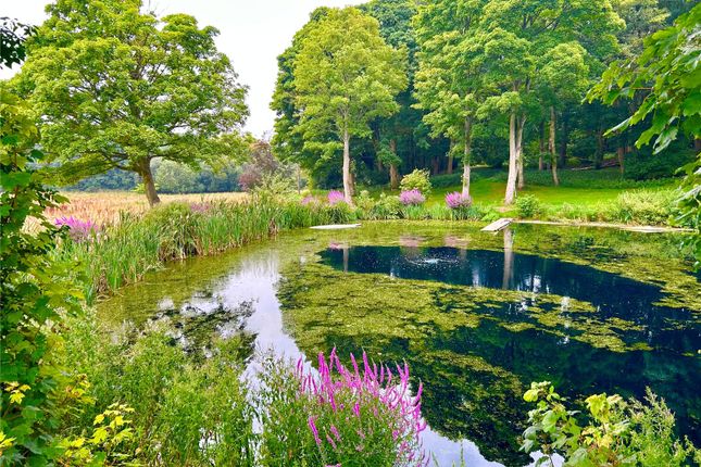 Pond