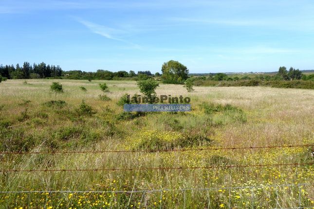 Farm for sale in 640.000m2 Of Cultivated Land, 60.000m2 Of Which Are Irrigated, São Salvador E Santa Maria, Odemira, Beja, Alentejo, Portugal