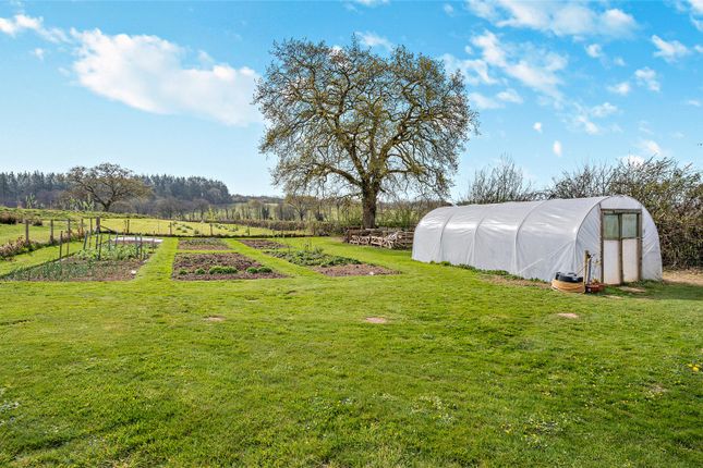 Vegetable Garden