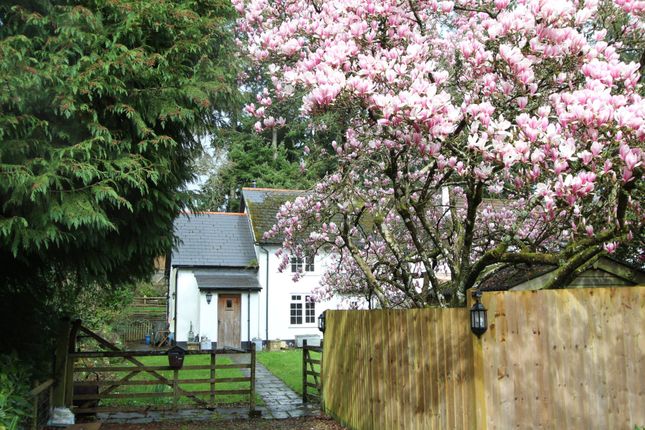 Thumbnail Cottage for sale in West Hill Road, West Hill, Ottery St. Mary