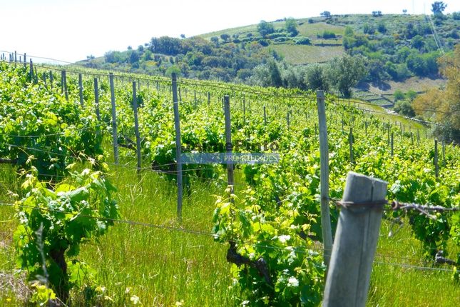 Land for sale in 12Ha Porto Wine And Doc Farm, Pinhão, Alijó, Vila Real, Norte, Portugal