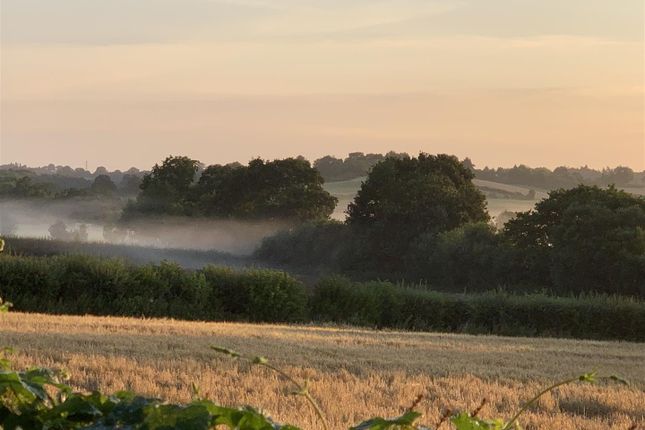 Rear View Sun On Fields.Jpg