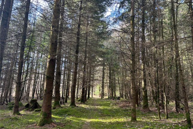 Woodland Walks