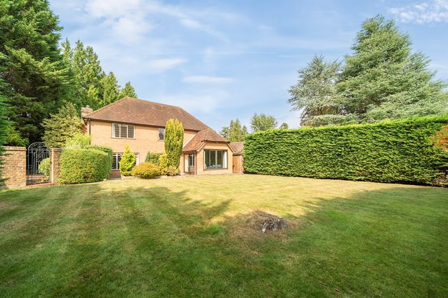 Conifers, Grimms Hill, Great Missenden photo 2
