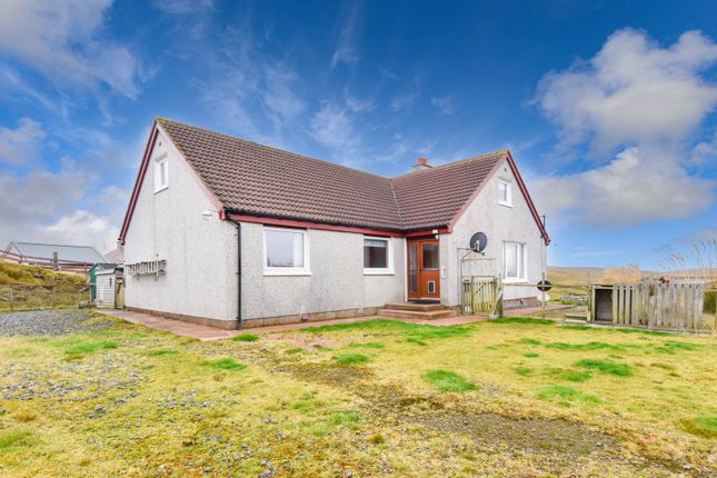 Shetland photo 3
