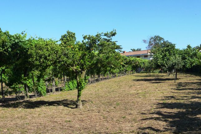 Farm for sale in P658, Small Farm With Vineyard And A Nice 5 Bedroom House, Portugal