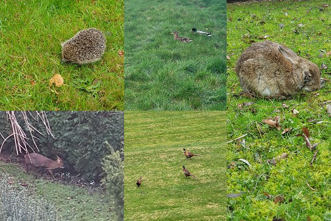 Just Some Of The Regular Wildlife