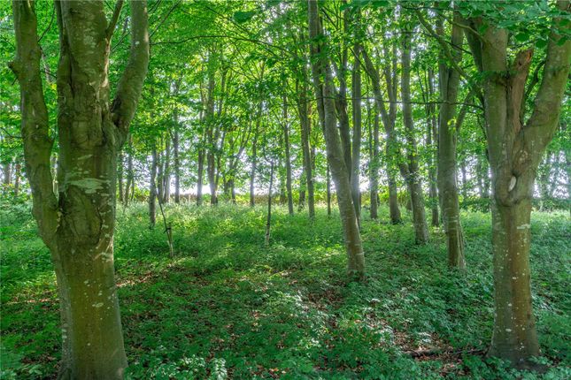 Woodland