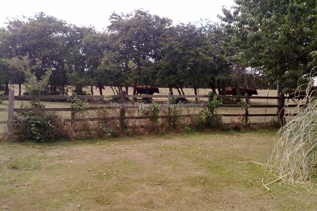 Semi-detached house to rent in Covington Lane, Tilbrook Grange Farm, Kimbolton, Huntingdon