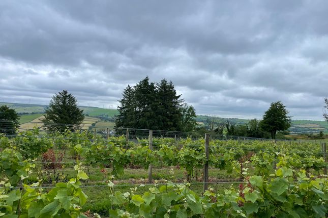 Vineyard In Summer