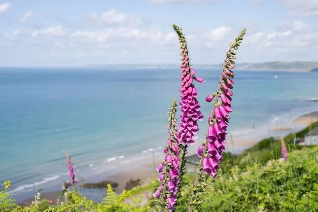 Whitsand Bay
