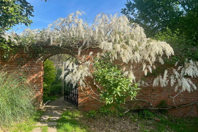 Wisteria