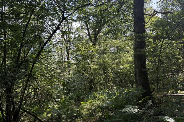 Chittle Wood, Umberleigh photo 4