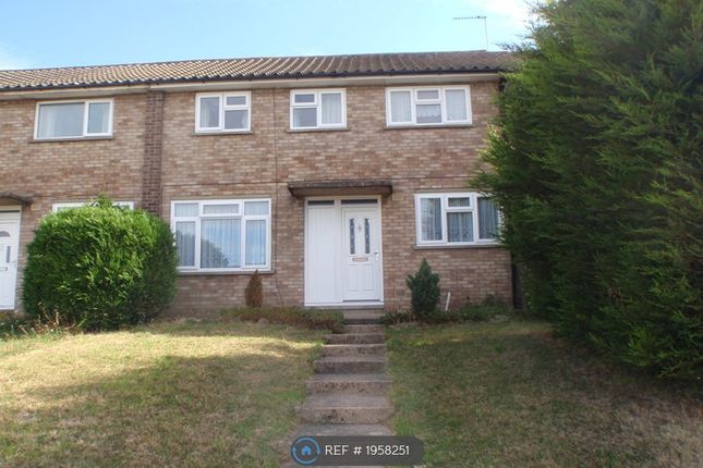 Thumbnail Terraced house to rent in Forest Road, Colchester