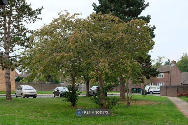 Crawley photo 3