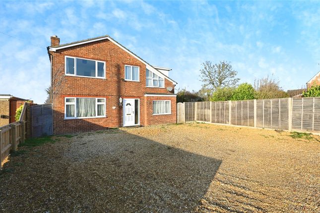Conifers,, Lowgate, Cambridgeshire photo 2