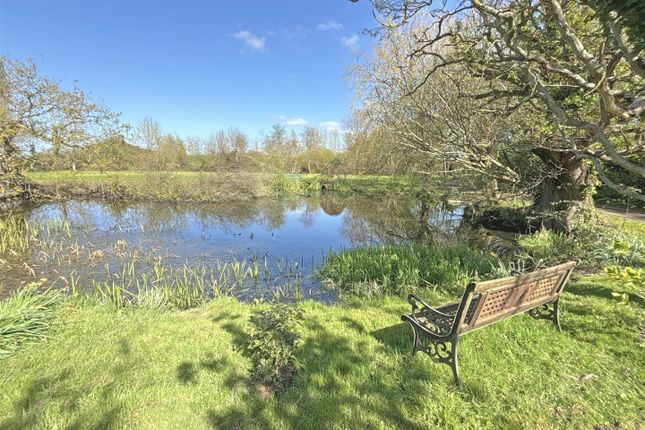 Pond.Jpg