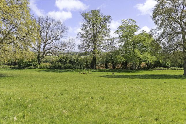 Deer In Grounds