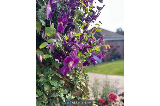 Garden Flower