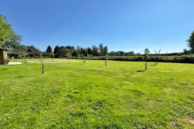 Fruit Tree Orchard View 5
