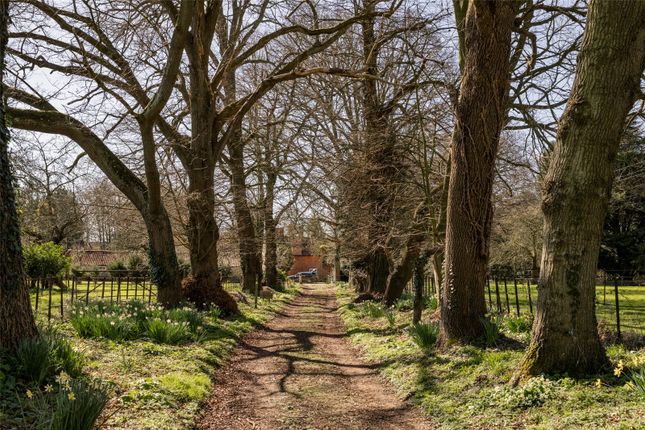 Tree Lined Avenue