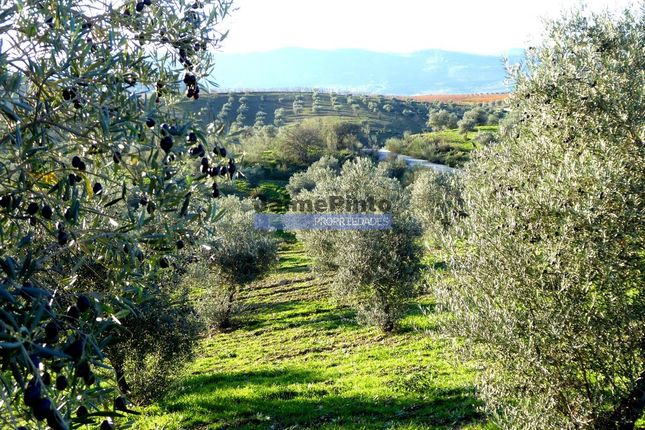 Thumbnail Land for sale in 88Ha With Olive Trees, Cork, Forest And Land For New Plantations, Portugal