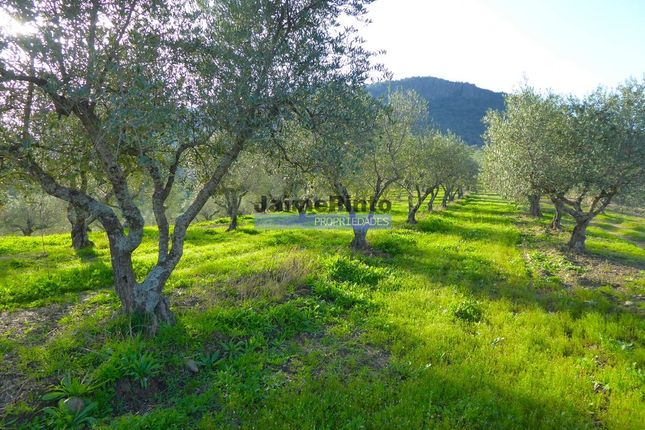 Farm for sale in 1.580.000m2, Vineyard, Olive Grove, Almond Grove, Houses, Portugal