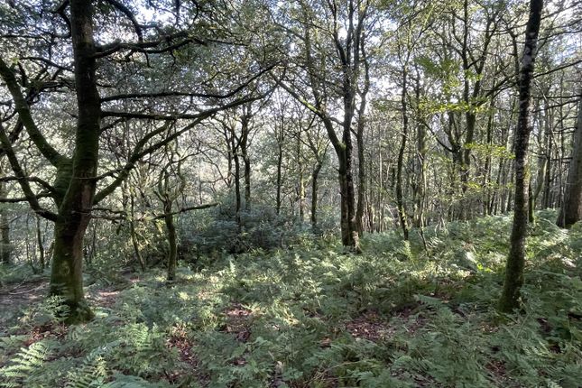 Berry Wood, Barnstaple photo 3