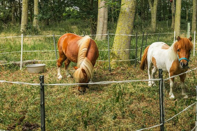Red House Farm, Rectory Road, Diss photo 4