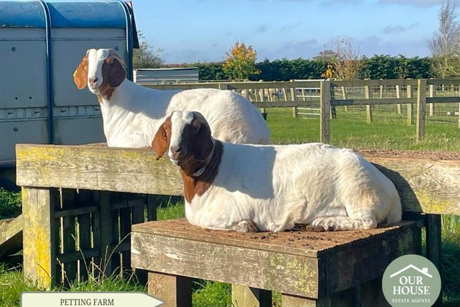 Paddocks And Animal Housing