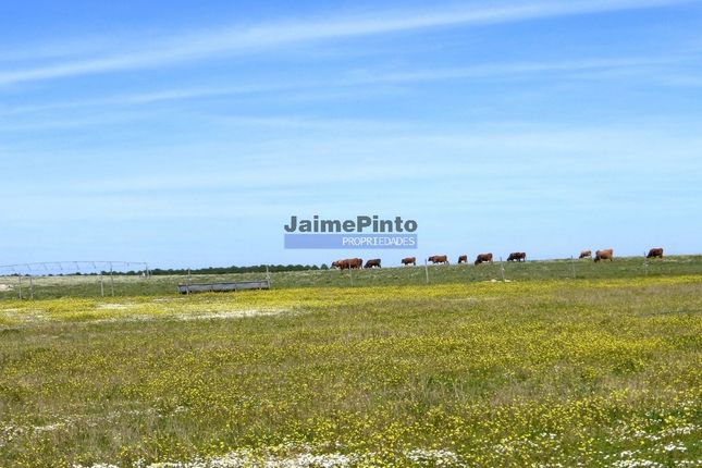 Farm for sale in 700.000m2 Of Land, Houses, Horses, Cattle, Water, Portugal