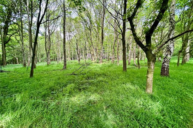 Woods