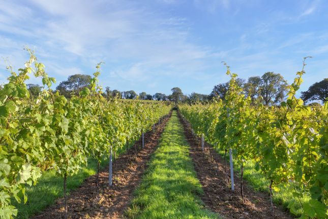 Vineyard