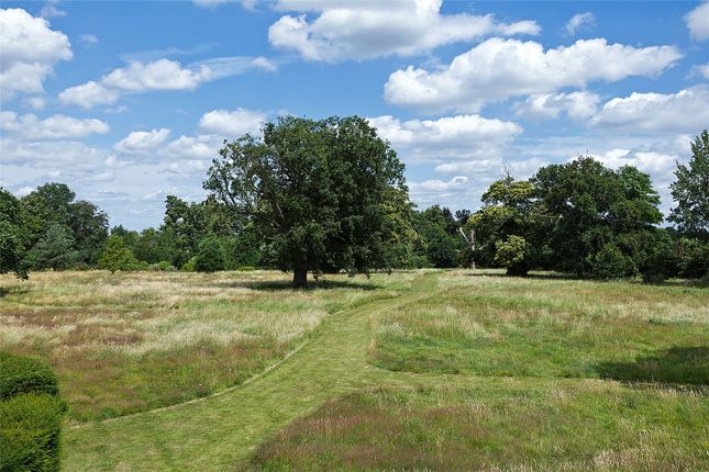 Meadow